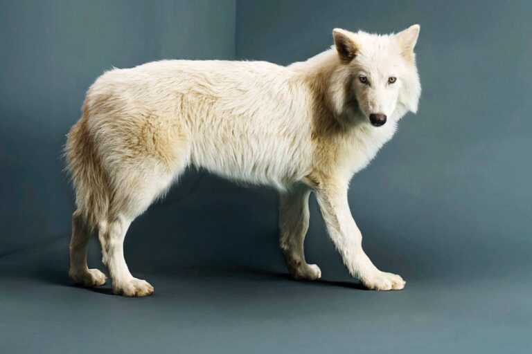 ¡Increíble! Clonan por primera vez al lobo gigante, una especia extinta hace más de 10.000 años