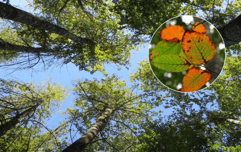 Refuerzan acciones para conservar el Ruil, árbol endémico del Maule en peligro de extinción