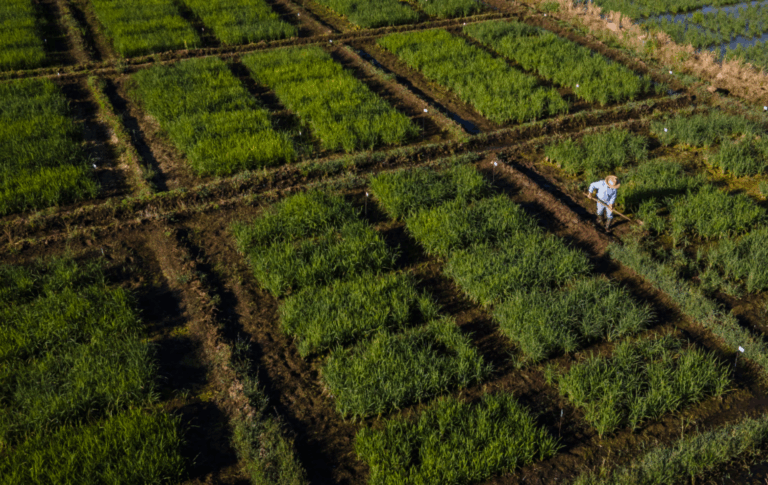 Parral celebra la tradición arrocera maulina con Expo Arroz 2025