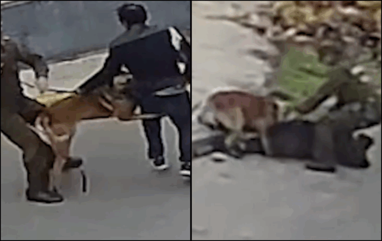 Perro policial “Jack” se vuelve viral tras detener a ladrón de bicicleta en Curicó