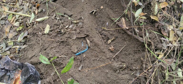 Robo con violencia en San Javier: PDI halla especies robadas enterradas