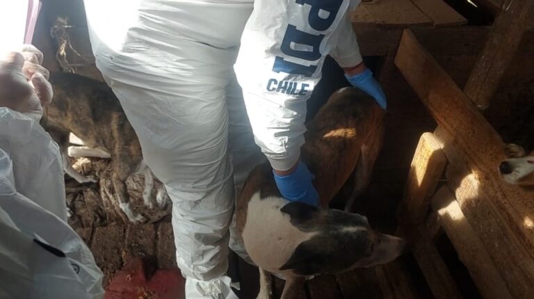 Hombre es detenido en flagrancia por maltrato animal en Sagrada Familia