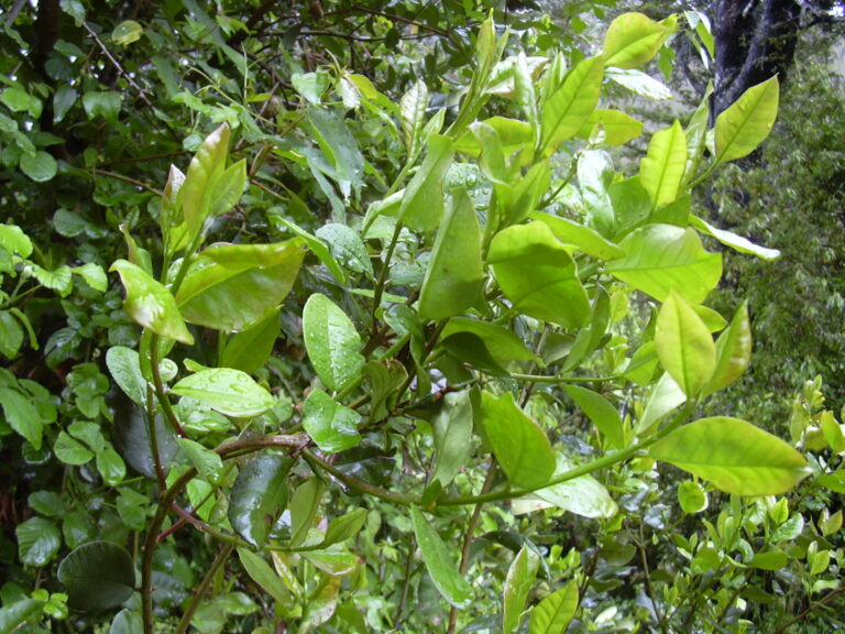 árboles