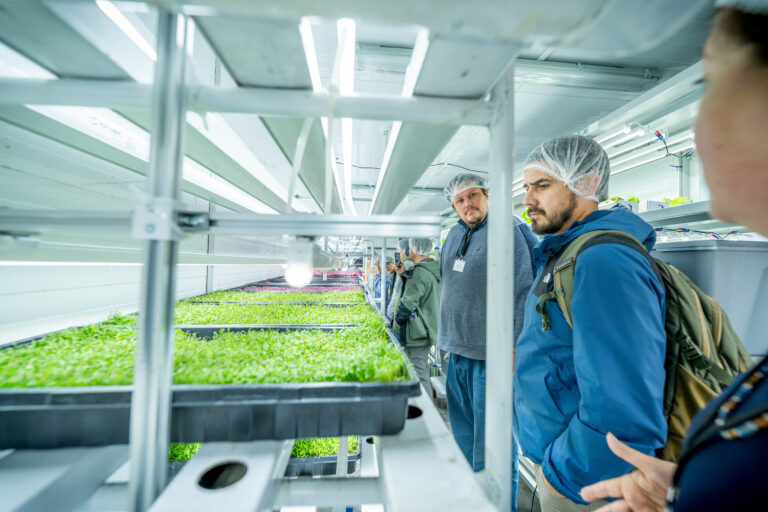 Cultivo sin límites desde Talca: pionero sistema de agricultura vertical revoluciona producción con mínimos recursos