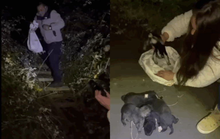 (VIDEO) Carabinero de franco rescata cinco cachorros abandonados en Molina: los dejaron al interior de un saco
