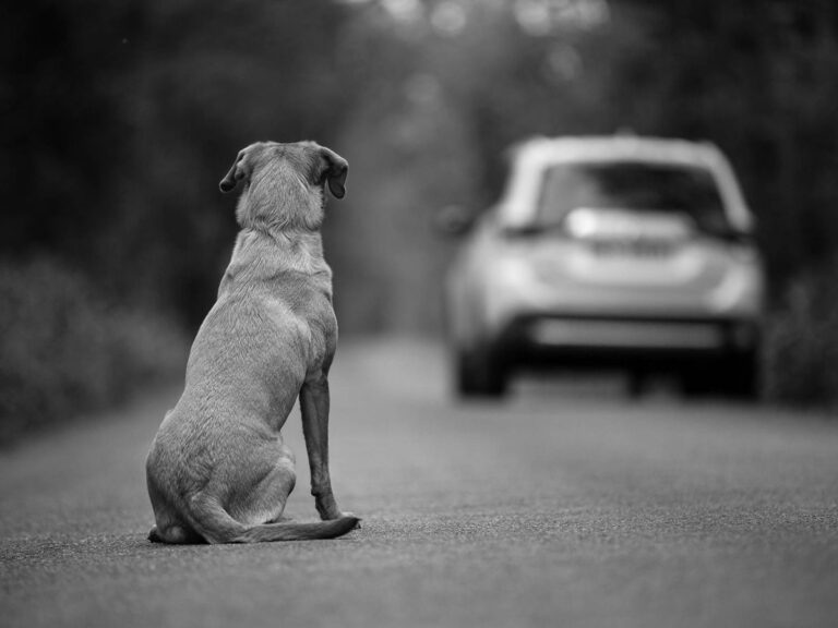 Ley contra el abandono animal avanza en el Congreso: contempla hasta 3 años de cárcel