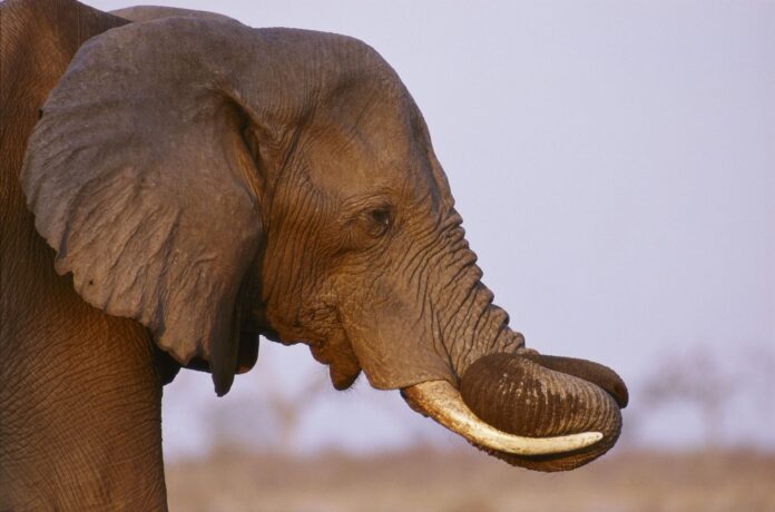 elefante