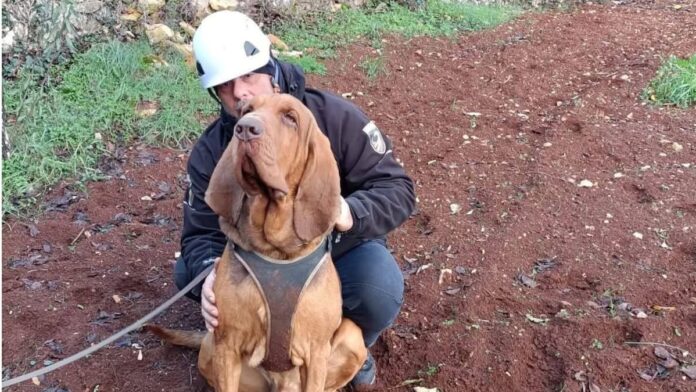 perro rescatista