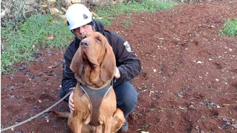 perro rescatista