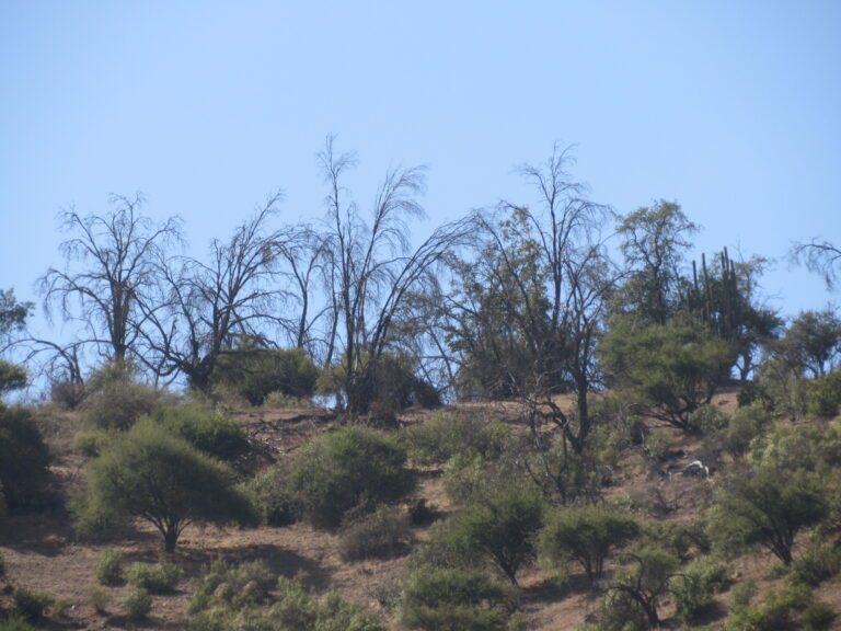 Bosques nativos en alerta por sequía y altas temperaturas en el centro de Chile