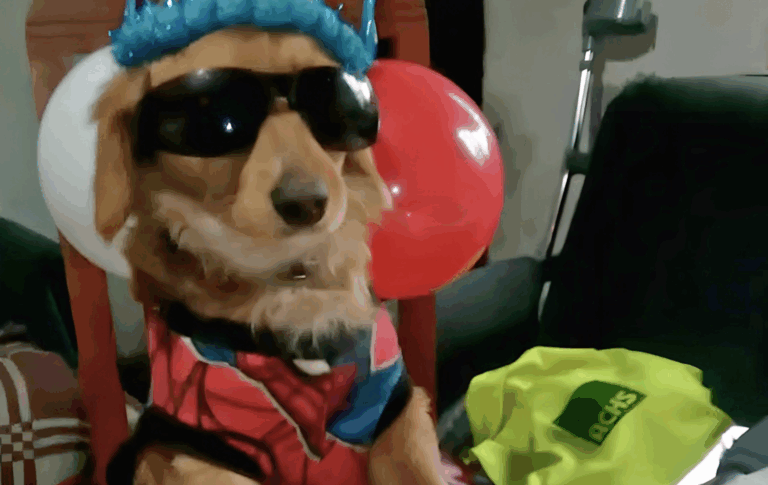 “Julio, el Bakán”: la emotiva celebración de un perro curicano que conquistó TikTok