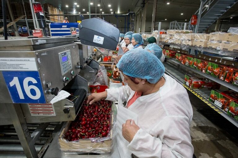 Curicó será sede de seminario de cerezas que abordará producción y exportación