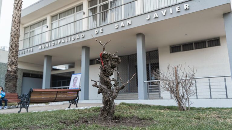 San Javier rescata su memoria vitivinícola con traslado de parras centenarias al centro de la ciudad