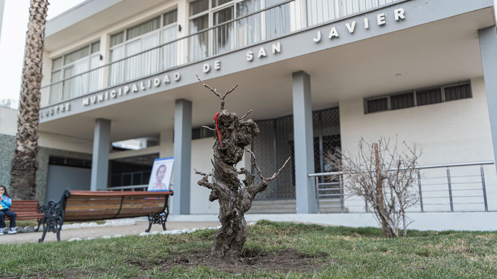San Javier traslada parras centenarias al centro urbano