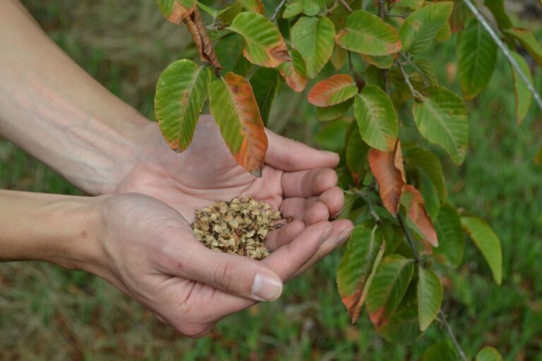 Proteger al ruil: implementan plan contra incendios y sequía en la Región del Maule