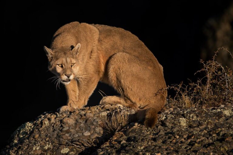 Alerta en Molina por presencia de pumas en cerro Traluñe: autoridades llaman a extremar precaución