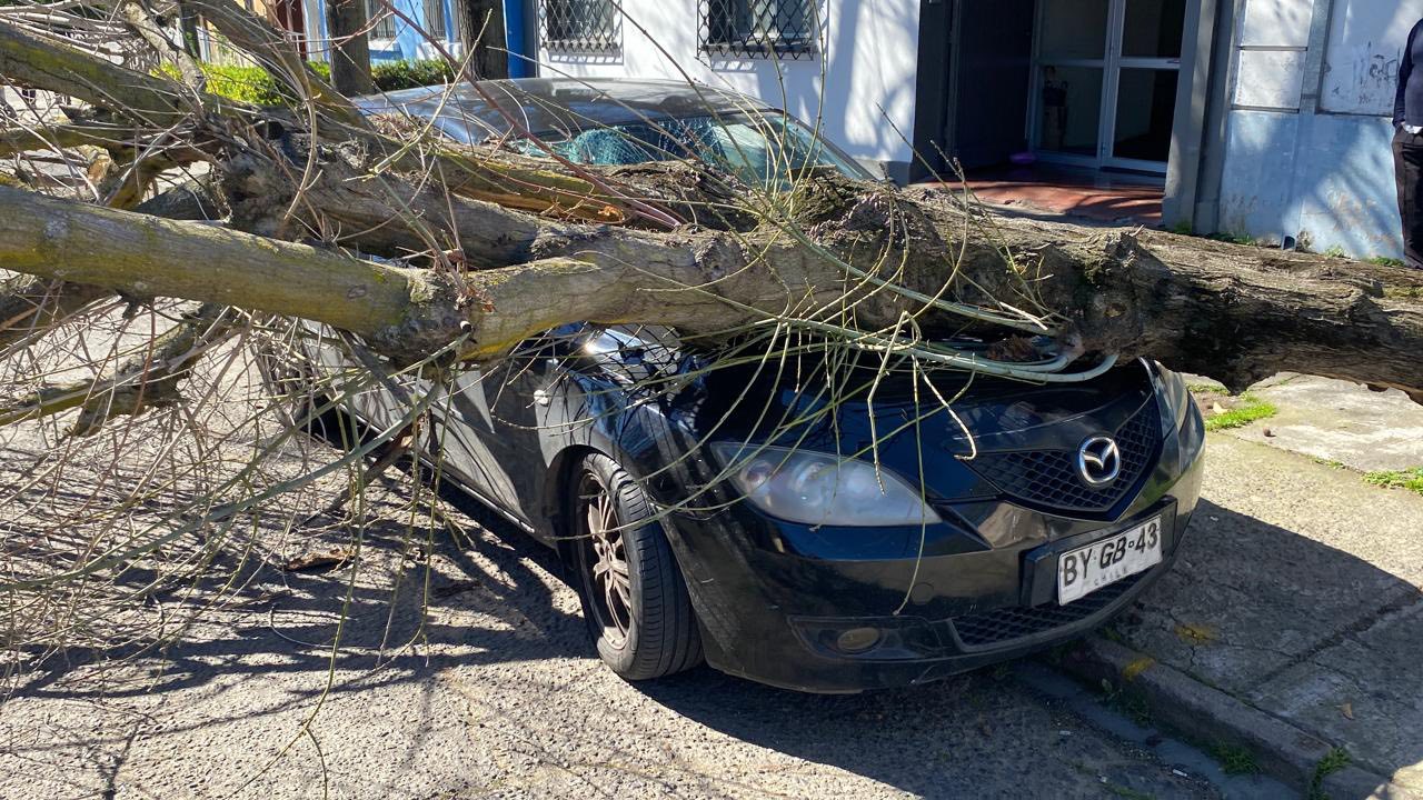 Árbol colapsa en calle céntrica de Talca: daña tres autos