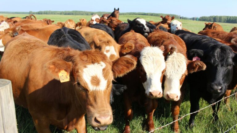 Región del Maule refuerza fiscalización para frenar abigeato y venta ilegal de carne previo a Fiestas Patrias