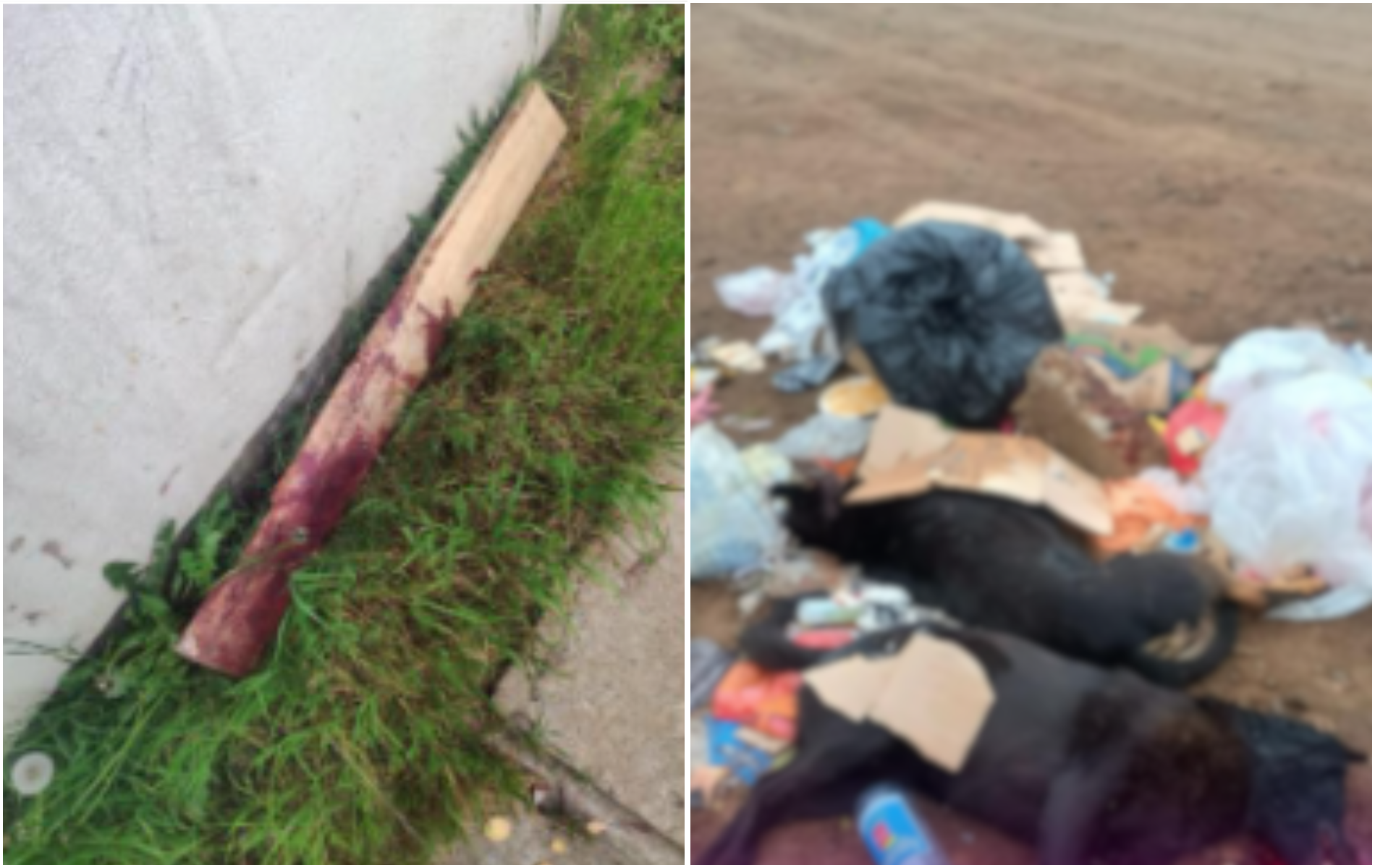 Denuncian brutal maltrato animal en Talca: sujeto mata a tres perros