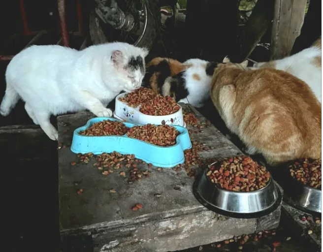 Catastro de mascotas abandonadas liderado por vecinos en Chanco