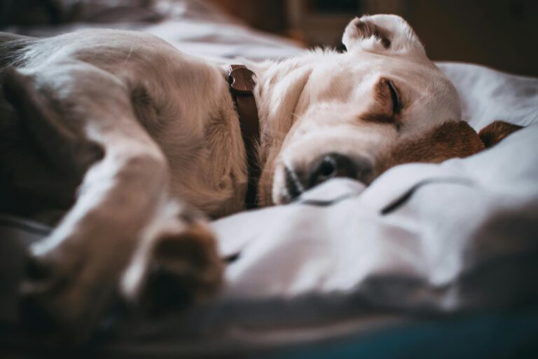 Mal clima y mascotas desprotegidas: ¿Qué sanciones arriesgan sus dueños?