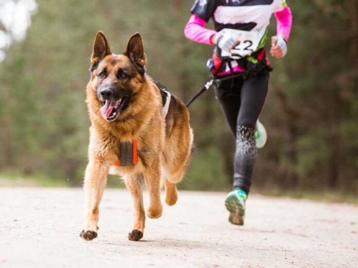 corrida canina