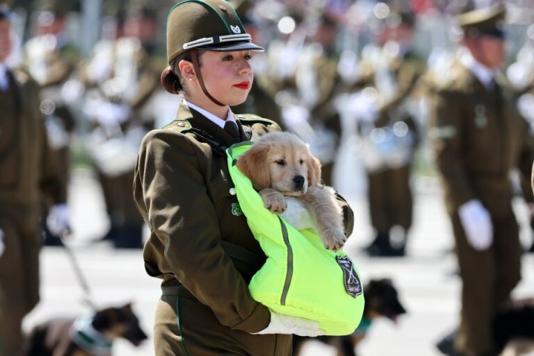 cachorros