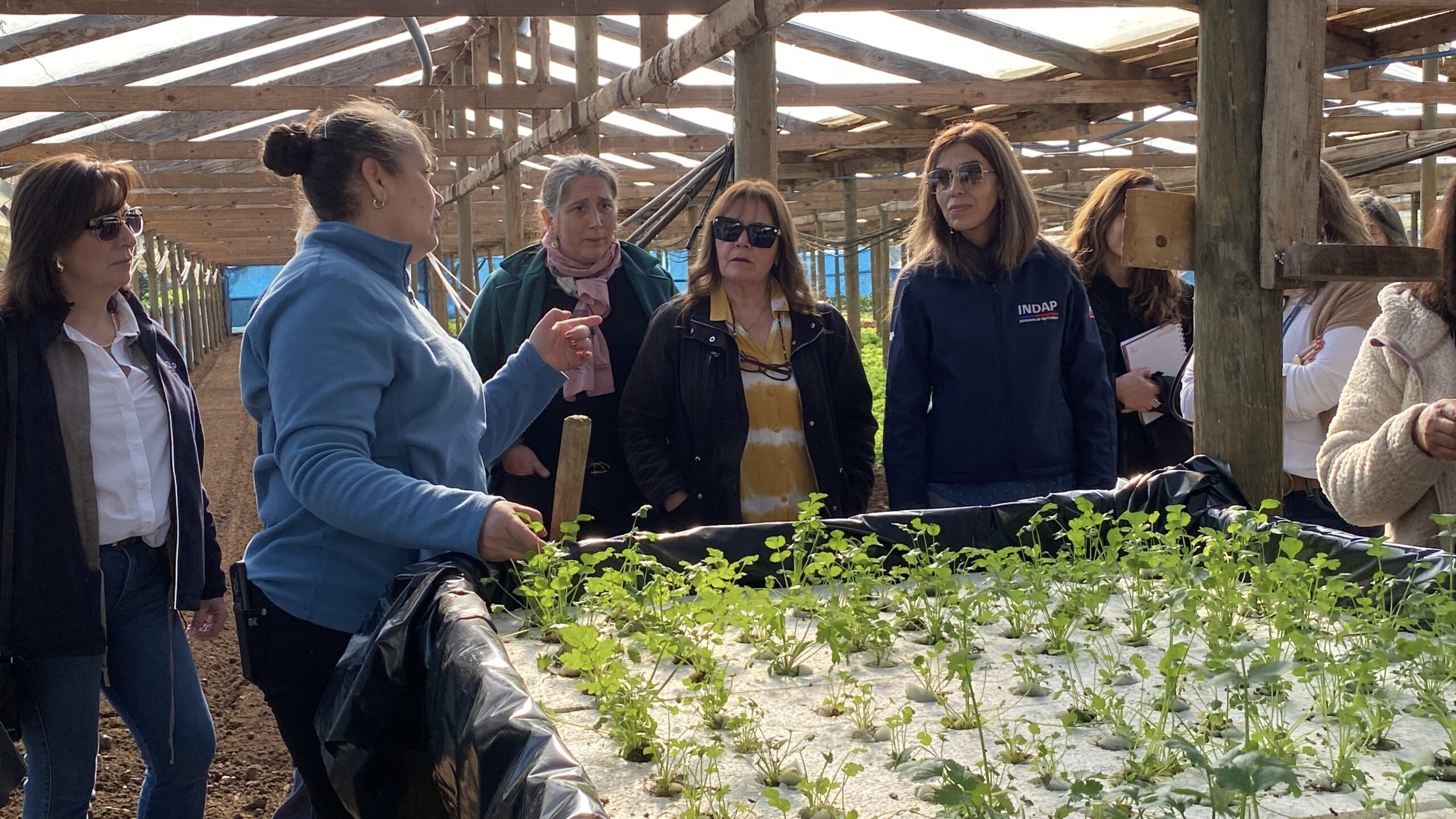 Mujeres de INDAP fortalecen emprendimientos con invernaderos