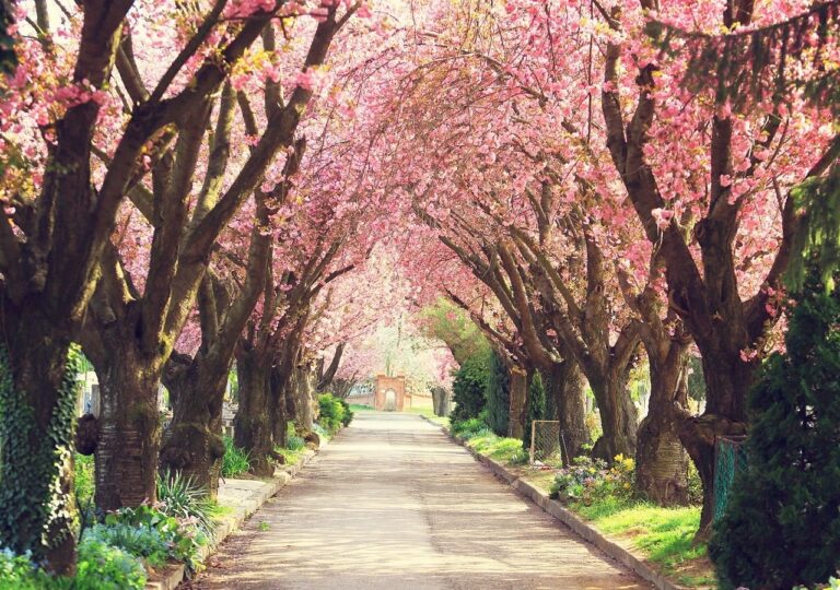 Chile da la bienvenida a la primavera 2025: colores, aromas y nuevas actividades al aire libre