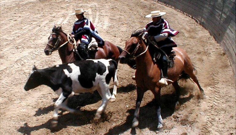 Rodeo Interasociaciones llega a Yerbas Buenas con tradición, deporte y música