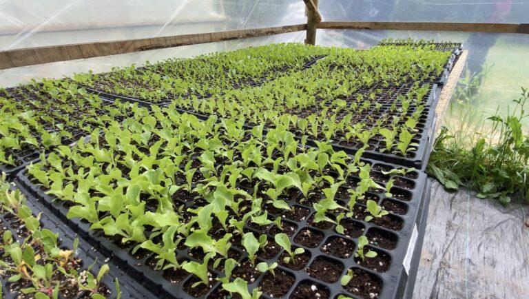 Jóvenes del Maule reciben apoyo para sus emprendimientos en el campo