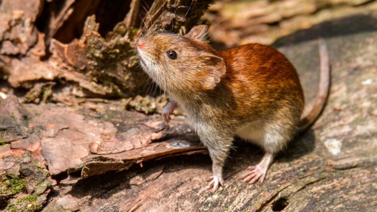 Hantavirus causa la primera muerte del 2025 en el Maule: arriero muere tras contagio en Teno