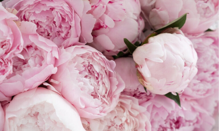 Del Maule a México: envían desde Curicó el primer cargamento de peonías chilenas