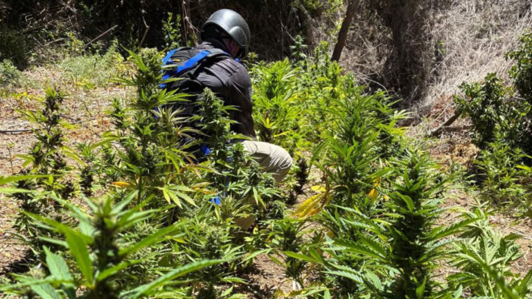 Incautan más de 1.700 plantas de cannabis en operativo policial en Vichuquén