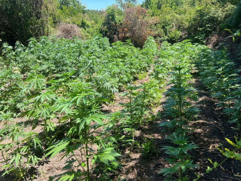 OS7 incauta casi dos mil plantas de cannabis en operativo en la precordillera del Maule