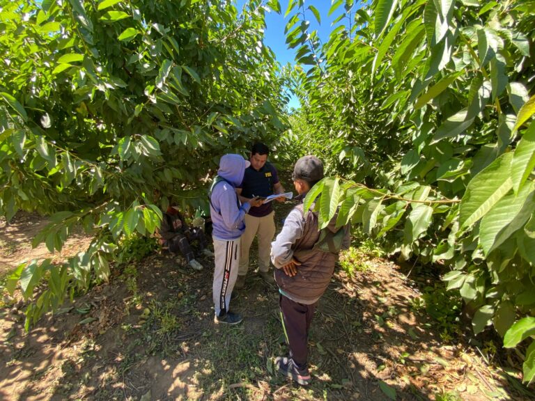 Fiscalización masiva en predio agrícola deja más de 60 extranjeros controlados en el Maule