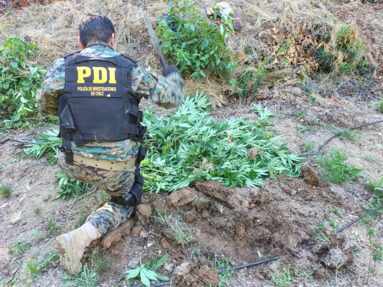 Detectan cultivo ilegal de cannabis en zona rural de Molina con más de 500 plantas