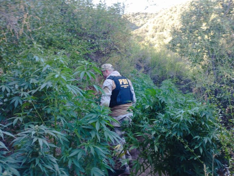 Incautan más de mil plantas de cannabis en operativo policial en el Maule