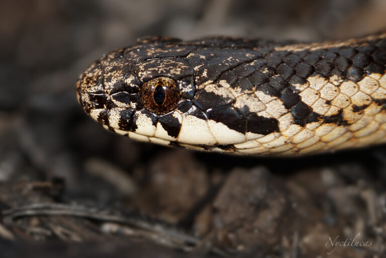 Vecinos de Talca alertan por aparición de serpiente en zona residencial de La Florida