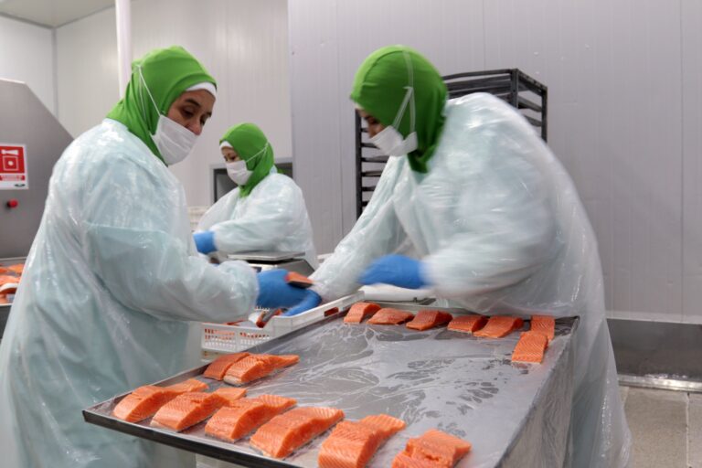 The Guardian expone a la industria del salmón chileno por muertes laborales, uso de antibióticos y contaminación