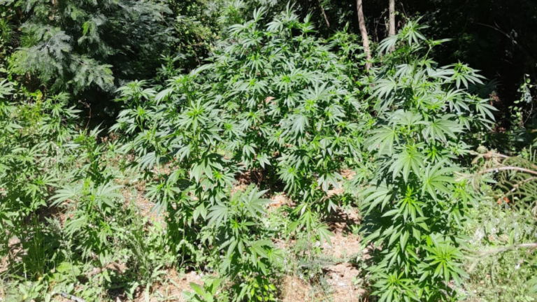 Patrullaje preventivo en Vichuquén detecta cultivo ilegal de marihuana con más de 550 plantas