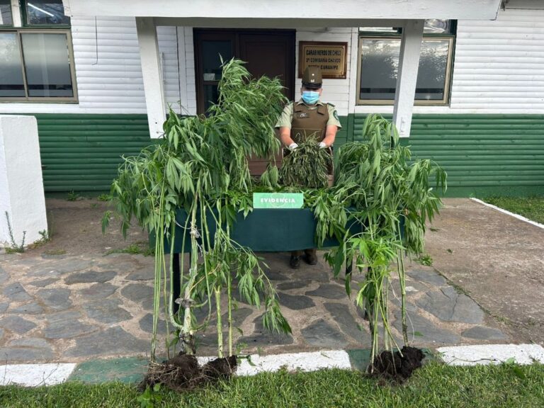 Incautan cultivo indoor con más de 30 plantas de cannabis en domicilio de Chanco