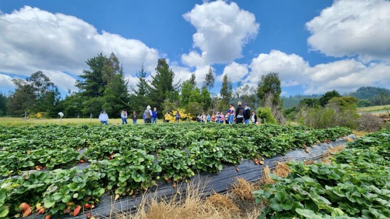 Proyecto Corfo impulsa la agricultura familiar campesina del Maule con IA sostenible