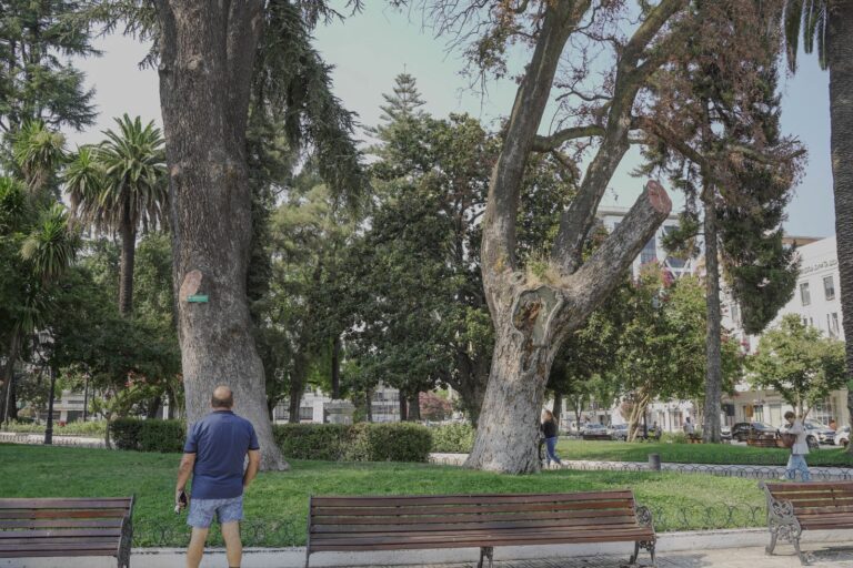 Más de 150 años de historia se despiden de Talca: retirarán histórico peumo de la Plaza de Armas