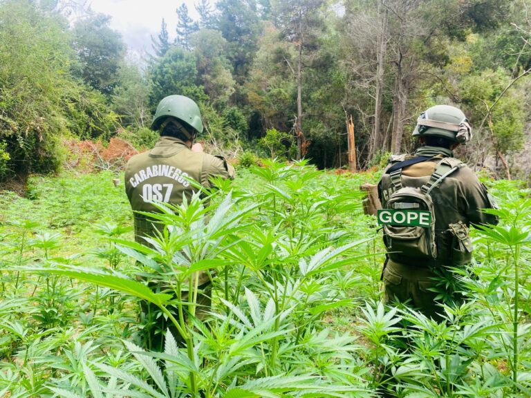 Operativo policial desmantela plantación ilegal con más de 2.400 plantas de cannabis en Vichuquén