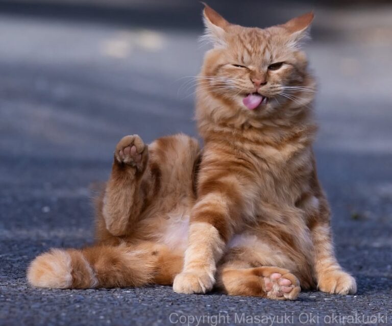 Masayuki Oki: El fotógrafo que retrata el alma de los gatos en Japón