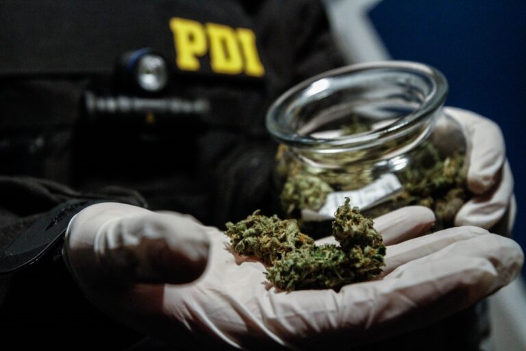 PDI incauta cocaína y cultivos de cannabis en Longaví