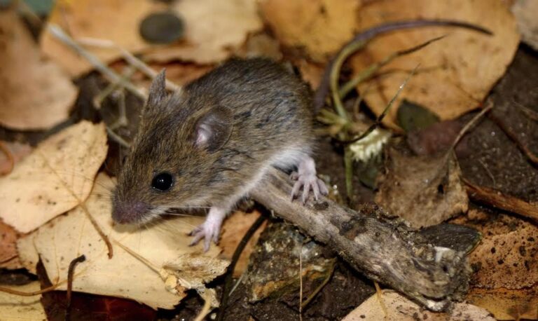 Hantavirus en Los Ríos: autoridades confirman primera víctima fatal