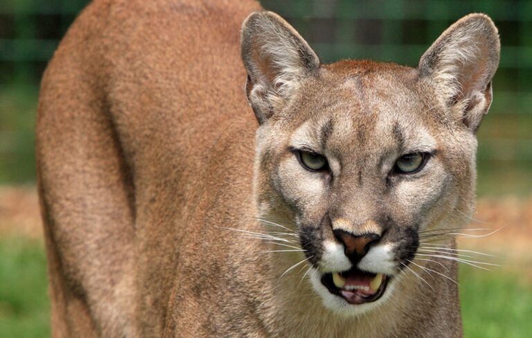 Alarma en Santa Bárbara por puma que ataca ganado en sector Villucura