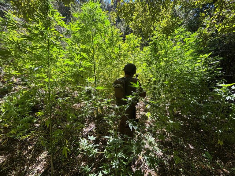 Carabineros incauta y destruye cultivo con más de 7.000 plantas de marihuana en la precordillera del Maule